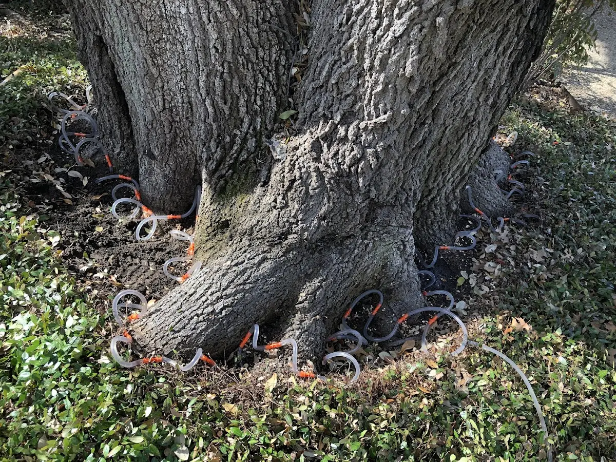 Detailed Tree Cabling and Bracing job site in Hensel