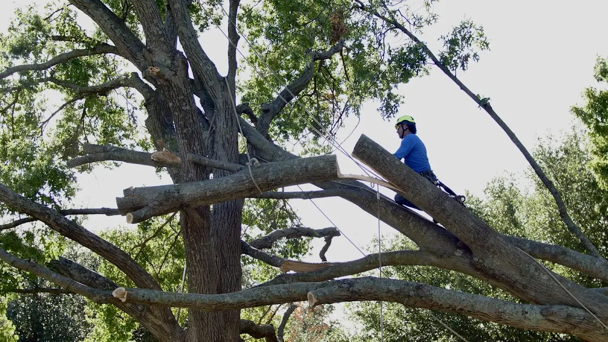 Professional Hazardous Tree Removal performed by certified arborists in Hensel